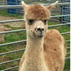 TOFT Jargel Elite Brown huacaya female for sale at TOFT Alpaca Stud